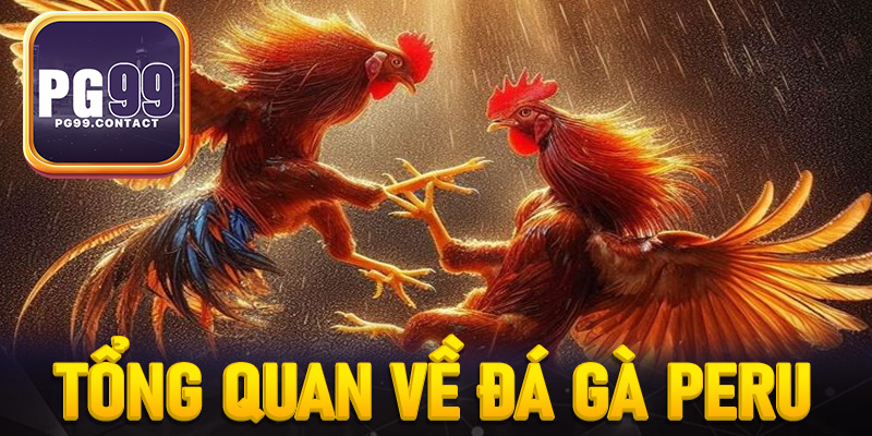 Giới thiệu tổng quan về trò chơi đá gà Peru