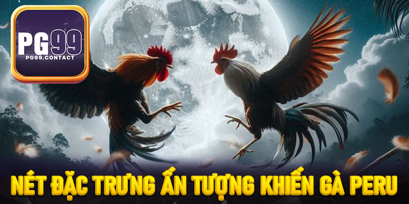 Nét đặc trưng ấn tượng khiến gà Peru được giới kê thủ săn đón