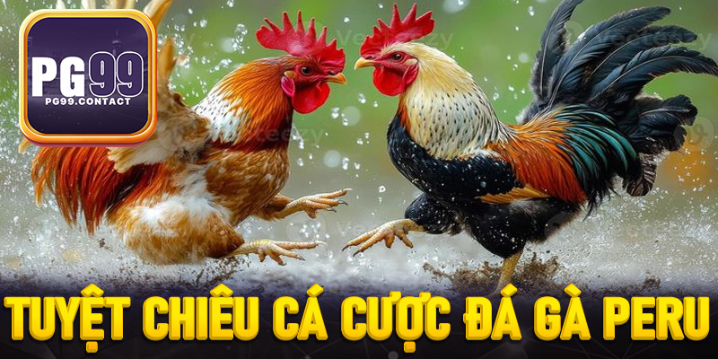 Tuyệt chiêu cá cược đá gà Peru từ chuyên gia 